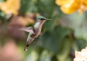 bird, ornithology, hummingbird-7117346.jpg